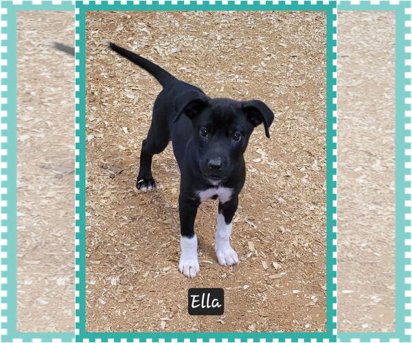 Medium Photo #1 Mutt Puppy For Sale in Granbury, TX, USA