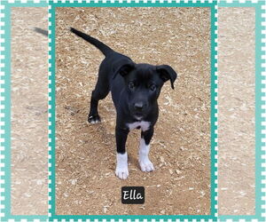 Mutt Dogs for adoption in Granbury, TX, USA