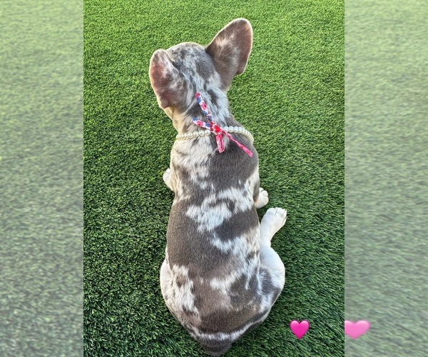 Medium Photo #3 French Bulldog Puppy For Sale in PLEASANTON, CA, USA