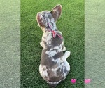 Small #2 French Bulldog