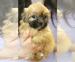 Puppy Boop Maltese-Poodle (Toy) Mix