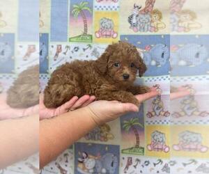 Poodle (Toy) Puppy for sale in WINNSBORO, LA, USA
