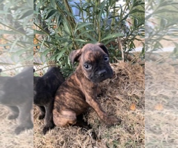 Medium Photo #1 Boxer Puppy For Sale in VICTORIA, TX, USA
