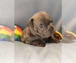 Puppy London Fog Faux Frenchbo Bulldog