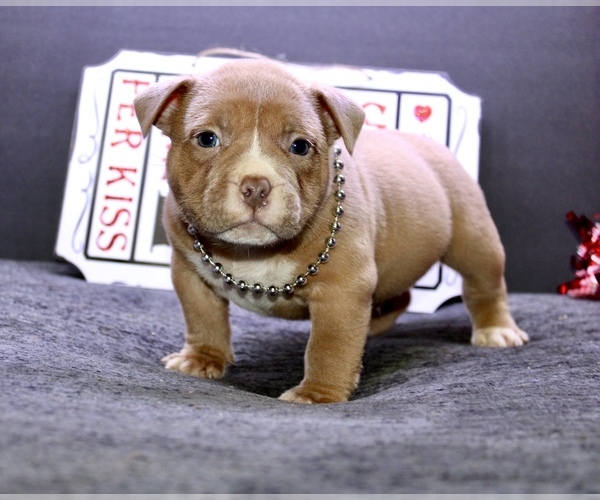 Medium Photo #2 American Bully Puppy For Sale in TOPEKA, KS, USA