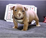 Small Photo #2 American Bully Puppy For Sale in TOPEKA, KS, USA