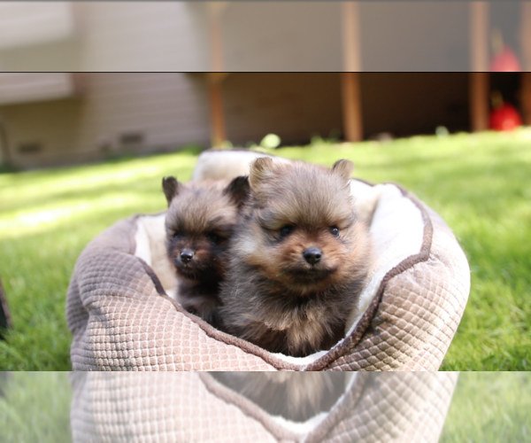 Medium Photo #5 Pomeranian Puppy For Sale in EVERETT, WA, USA