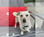 Small #2 Chihuahua Mix