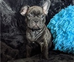 Small Photo #4 French Bulldog Puppy For Sale in ROSEMEAD, CA, USA