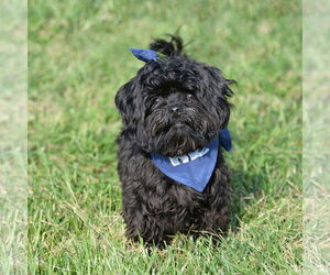 Shih-Poo Dogs for adoption in Gretna, NE, USA
