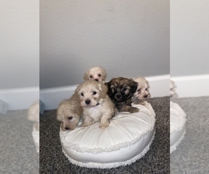 Maltipoo Puppy for sale in SALEM, OR, USA