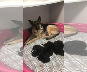 Mother of the German Shepherd Dog puppies born on 05/07/2019