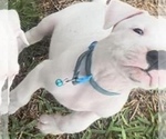 Small Photo #3 Dogo Argentino Puppy For Sale in PURDON, TX, USA