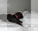 Small Photo #17 Cane Corso Puppy For Sale in TRACY, CA, USA