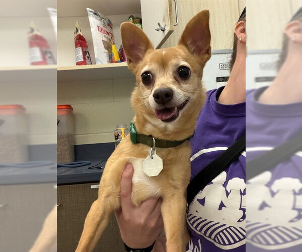 Medium Photo #1 Chihuahua Puppy For Sale in Brighton, CO, USA