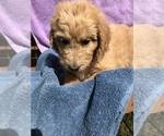 Small Photo #3 Goldendoodle Puppy For Sale in WESTMINSTER, SC, USA
