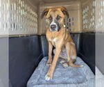 Small #3 Anatolian Shepherd Mix