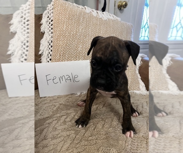 Medium Photo #6 Boxer Puppy For Sale in KILLEEN, TX, USA