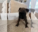 Small #5 Boxer