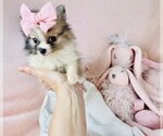 Small #9 Pomeranian