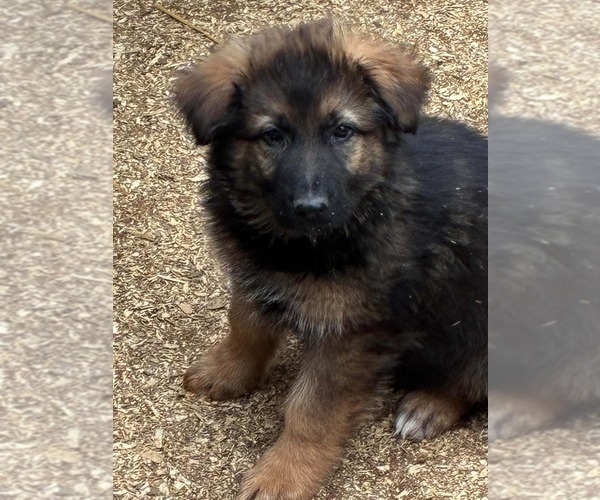 Medium Photo #2 German Shepherd Dog Puppy For Sale in NEWVILLE, PA, USA