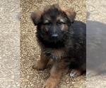 Small #1 German Shepherd Dog