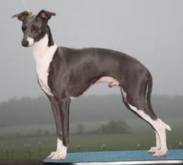 Father of the Italian Greyhound puppies born on 03/19/2015