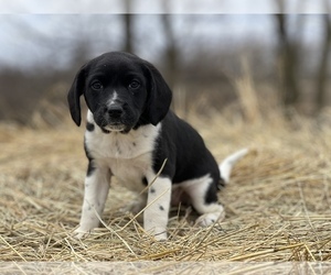 Bagle Hound Puppy for sale in CONVERSE, IN, USA