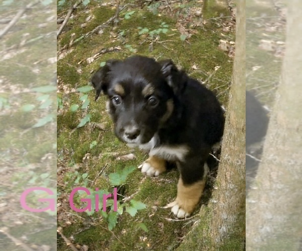 Medium Photo #2 Australian Shepherd Puppy For Sale in WILLIAMS, AZ, USA