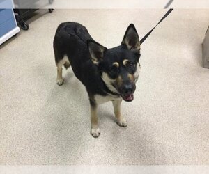 German Shepherd Dog-Unknown Mix Dogs for adoption in Riverside, CA, USA