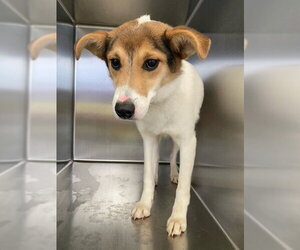 Collie-Unknown Mix Dogs for adoption in Fayetteville, NC, USA