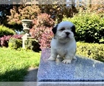 Small #11 Shih Tzu