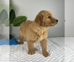 Small #5 Golden Retriever