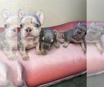 Small Photo #7 French Bulldog Puppy For Sale in MENIFEE, CA, USA