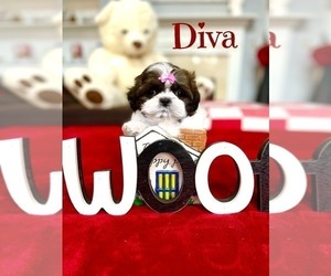 Shih Tzu Puppy for sale in SUGAR HILL, GA, USA