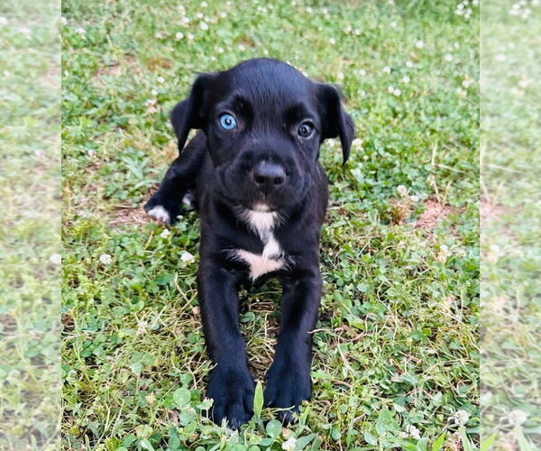 Medium Photo #6 Labrador Retriever-Unknown Mix Puppy For Sale in Claremore, OK, USA