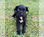Small #5 Labrador Retriever Mix