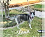 Small #1 Siberian Husky Mix