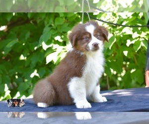 Australian Shepherd Puppy for sale in EASTON, MO, USA