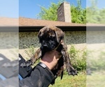 Small Photo #1 Bullmastiff Puppy For Sale in BELLVILLE, TX, USA