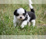 Small #8 Shih Tzu