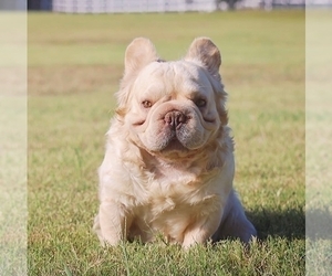 Father of the French Bulldog puppies born on 04/08/2025