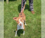 Small #2 American Staffordshire Terrier-Whippet Mix