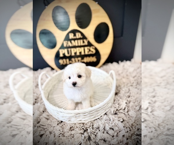 Medium Photo #4 Maltipoo (Toy) Puppy For Sale in CROSSVILLE, TN, USA