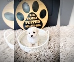 Small #3 Maltipoo (Toy)