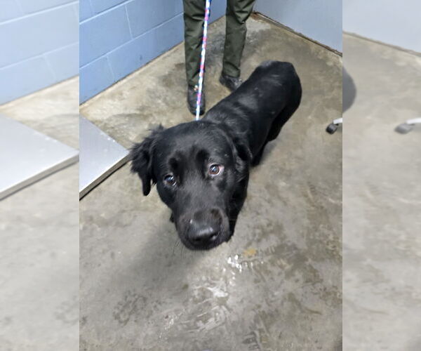 Medium Photo #3 Rottweiler-Siberian Husky Mix Puppy For Sale in Evansville, IN, USA