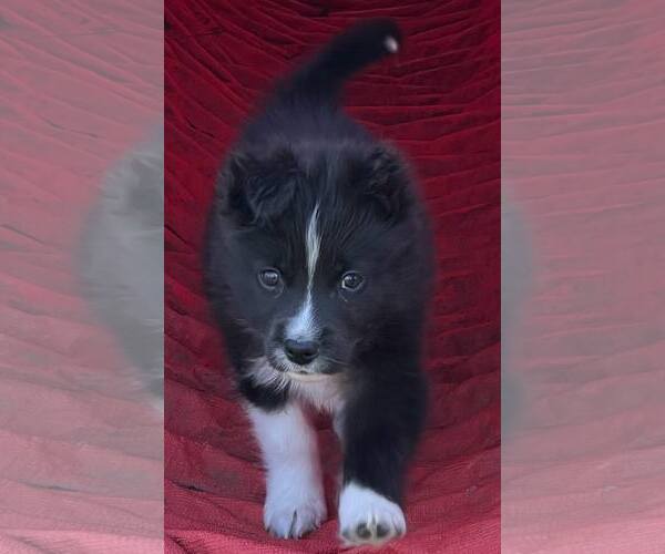 Medium Photo #5 Carolina Dog Puppy For Sale in Highland, IL, USA