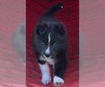 Small #4 Carolina Dog
