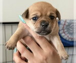 Small #4 Chihuahua Mix