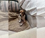 Small #3 Beagle